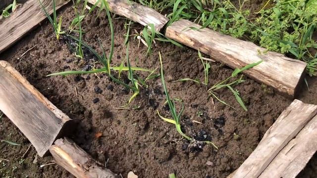 Старый ДЕДОВСКИЙ способ прореживания морковки.мой огород в первый день лета. смотреть онлайн