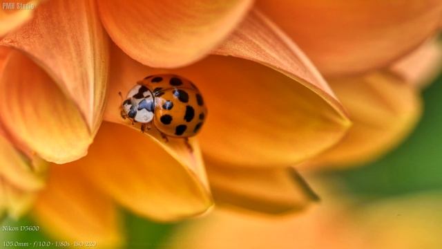 Nikon D5600 Sample Images - 4K Ultra HD смотреть онлайн