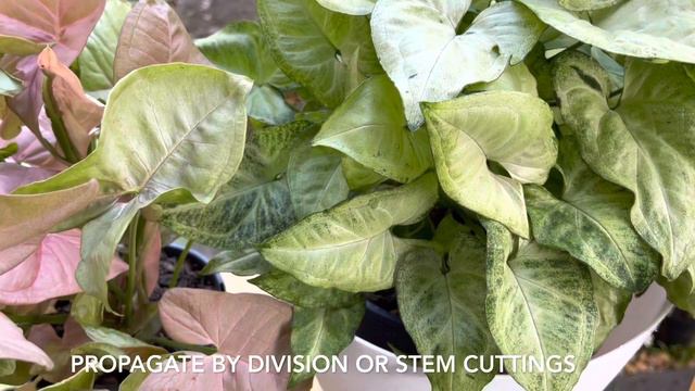 PINK & GREEN SYNGONIUM