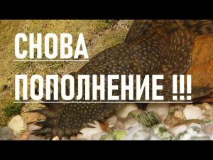 РАЗМНОЖЕНИЕ АНЦИСТРУСОВ В ОБЩЕМ АКВАРИУМЕ БЕЗ СТИМУЛЯЦИИ НЕРЕСТА