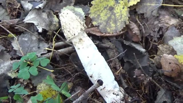 Эх, Веселка! Куда же тебя девать! Съедобные грибы. смотреть онлайн