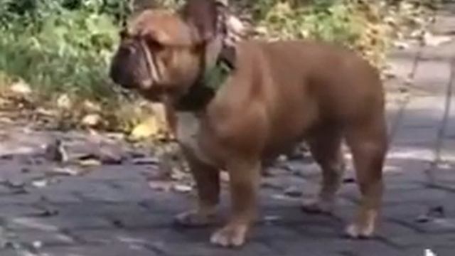 Французский бульдог, рыжая девочка смотреть онлайн