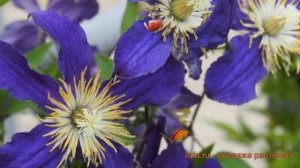 Клематис ботанический Хадсон Ривэ (hudson river) ? обзор: как сажать, саженцы клематиса Хадсон Ривэ