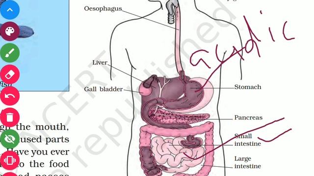 SCIENCE CLASS 7 TH CHAPTER 2 смотреть онлайн