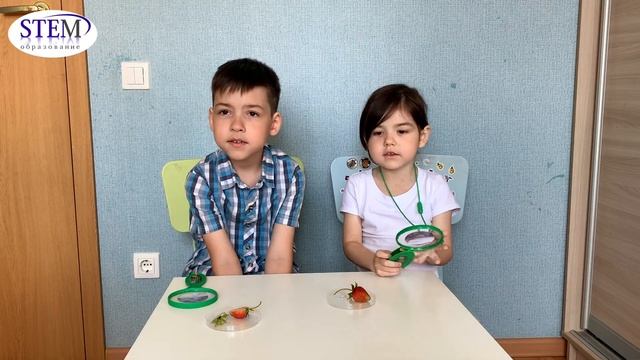 Изучаем плод клубники смотреть онлайн
