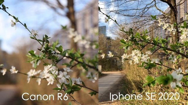 Canon EOS R6 vs Iphone SE 2020 - 4K Comparison смотреть онлайн