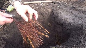 Зимняя высадка саженцев винограда