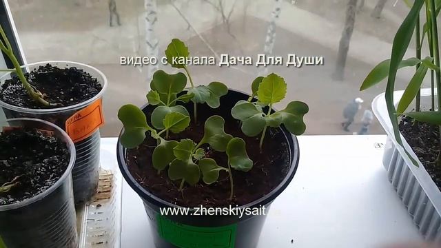 6 шагов к здоровой крепкой рассаде КАПУСТЫ??? смотреть онлайн