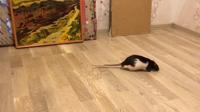 Крысы гуляют, они счастливы🥰🐀🐀 смотреть онлайн