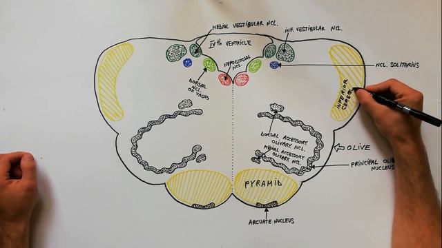 Medulla | Cross section | Internal structure - Neuroanatomy Tutorial смотреть онлайн