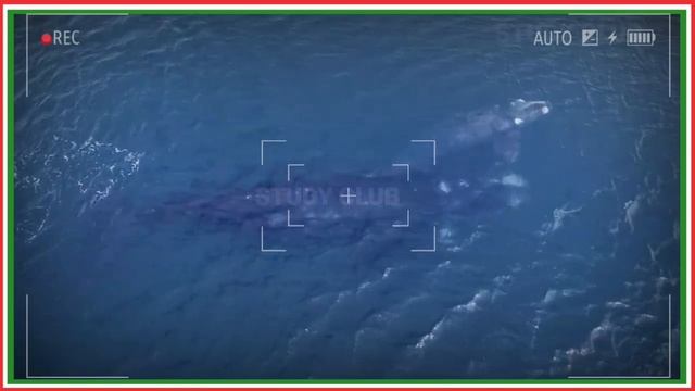 Blue Whale - The Gentle Giant of the Ocean - [Hindi] Study Club in|@RajeshSaini06 смотреть онлайн