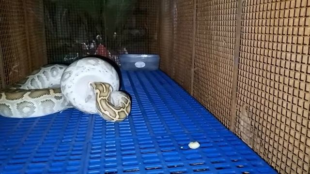 WARNING!LIVE FEEDING!!BURMESE PYTHON VS 2 RATS! смотреть онлайн
