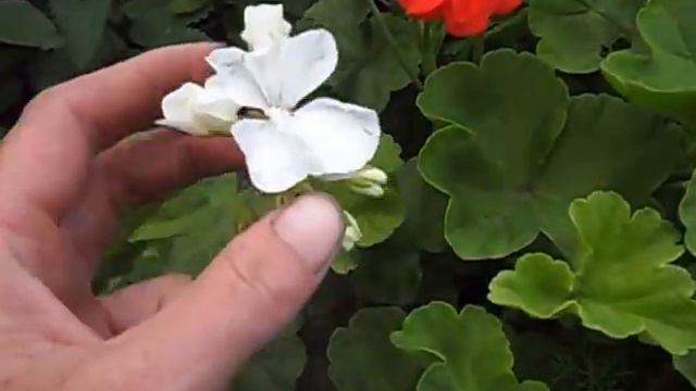 Мои цветы №9 смотреть онлайн
