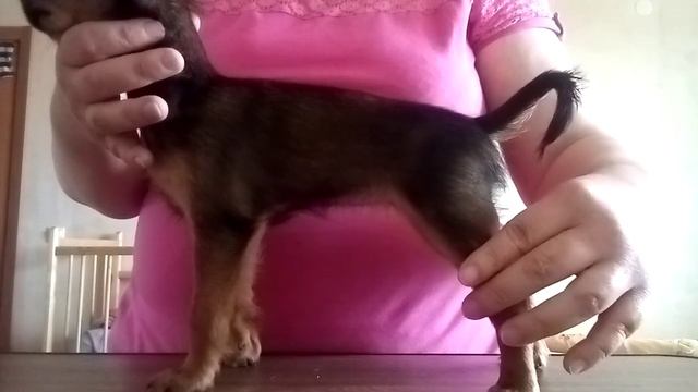 Русский той длинношерстный смотреть онлайн