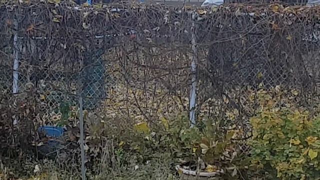 Белка утепляет гнездо