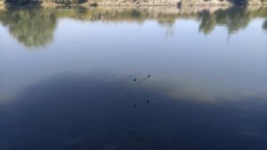 КАК ПОЙМАТЬ МАЛЬКА,ЖИВЦА!!!