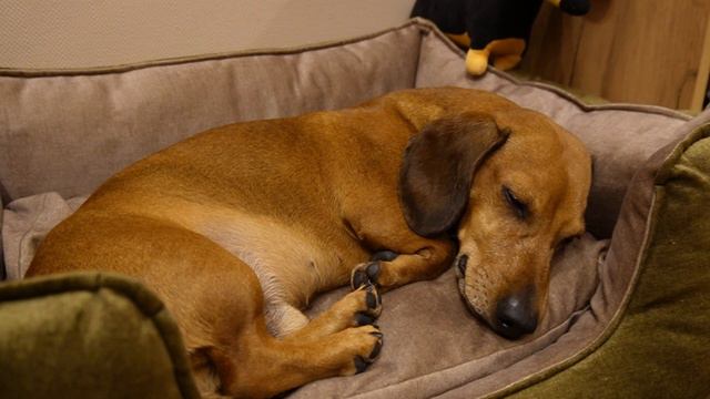Relaxing Video | Sleeping Mini Dachshund | Расслабляющее видео | спящая такса