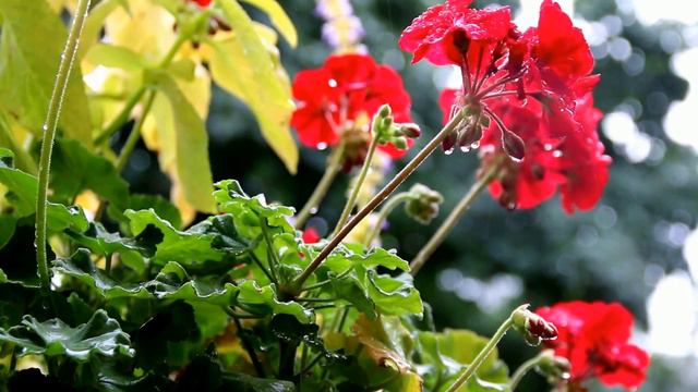 Rain & Flowers - #Tranquility - #Rain #Summer #Flowers #Gardening #Nature #Ontario #CANADA смотреть онлайн
