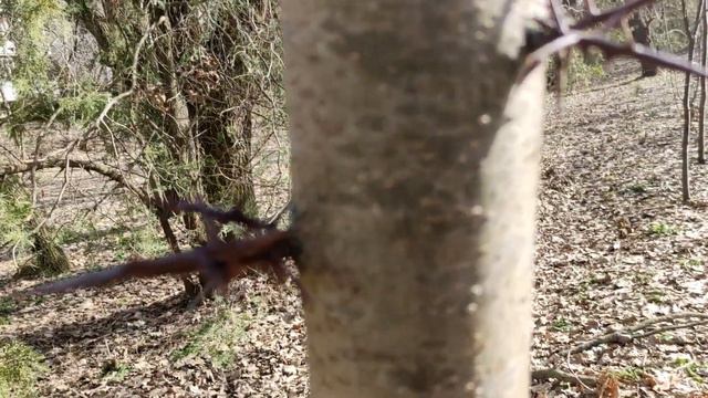 Измаил - весна уже заявляет свои права🌱🐦☀️/ Сжигаю явки, адреса, пароли😎 / смотреть онлайн