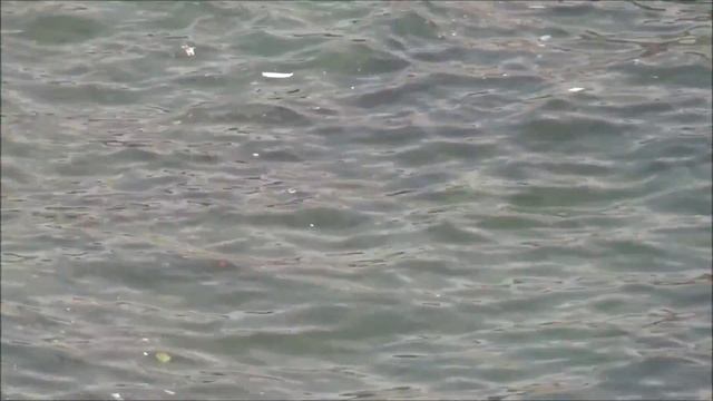 Черногория (август 2015).И это самое чистое море Европы? смотреть онлайн