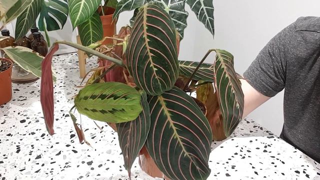 An introduction + my first 5 plants смотреть онлайн