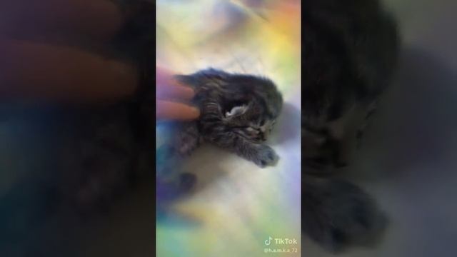 Когда котенок родился ??♡♡ смотреть онлайн