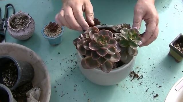 다육 식물 몰라코키우기 Succulent Plant Echeveria Melaco смотреть онлайн