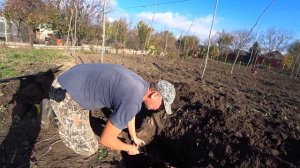 Виноград осенняя высадка винограда