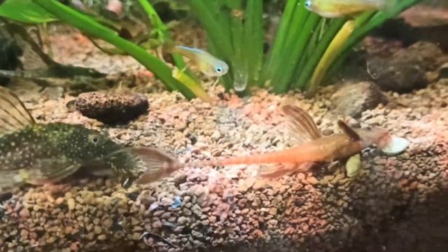 Корм для сомов коридорасов Hikari Tropical Sinking Wafers смотреть онлайн