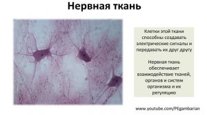 2. Ткани человека (8 класс) - биология, подготовка к ЕГЭ и ОГЭ 2020