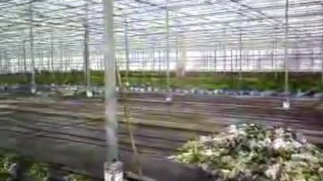 Endless Summer Collection Hydrangea (Hortensja) - plantation in Holland смотреть онлайн