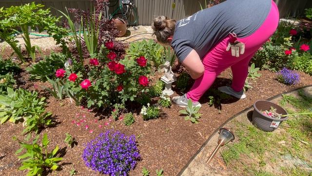 Garden with Me: Fertilizing and Deadheading Annuals смотреть онлайн