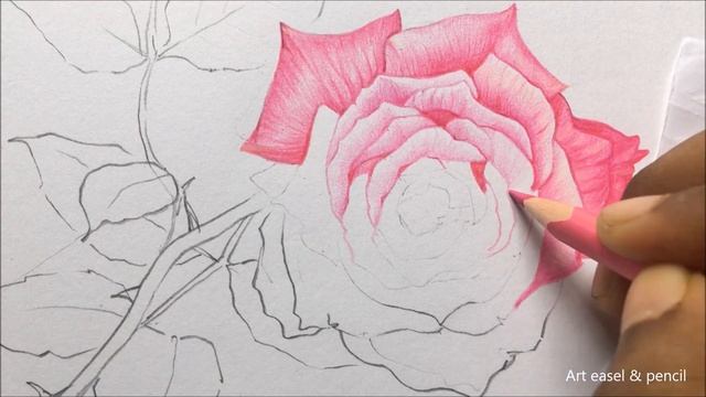 Rose Drawing in Color Pencils | Flower Drawing | Camlin Triangular Color Pencils смотреть онлайн