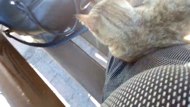 Кошки: уличная кошка скрасила нашу встречу)) смотреть онлайн