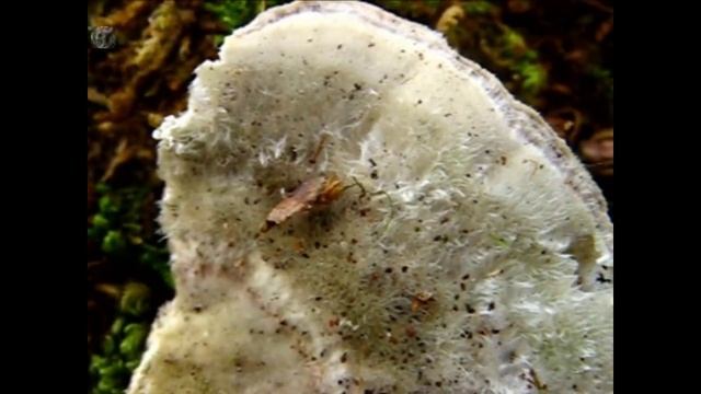 Trametes hirsuta. Champimaginatis. English Text. смотреть онлайн
