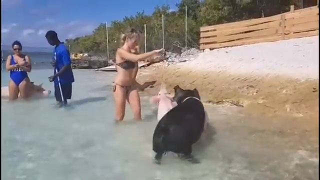 Bahamas. Swimming pigs. Плавающие свиньи. Багамы смотреть онлайн