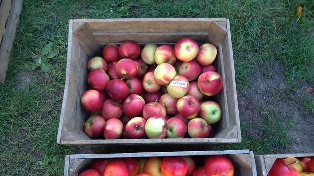 Осенний сбор плодов некоторых сортов груши и яблони смотреть онлайн