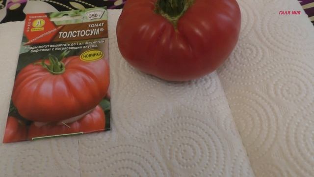 ТОМАТЫ. Обзор томата ТОЛСТОСУМ. смотреть онлайн