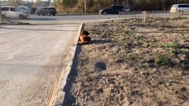 Якутский хатико пёс Батлер Ещё одну зиму он не переживёт! смотреть онлайн