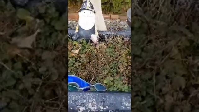 Rookie Seasoned Garden 2021: Onion Planting смотреть онлайн