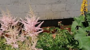 астильбы в нашем саду 2023