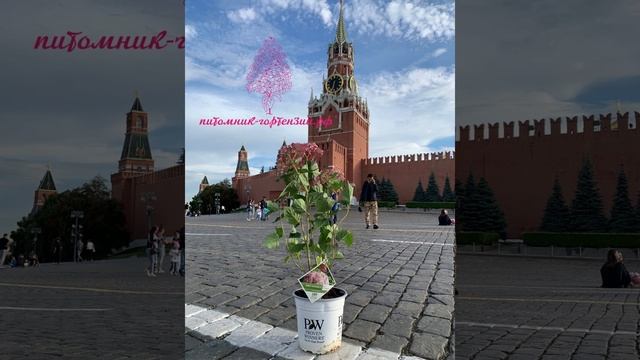 Самая зимостойкая Гортензия в Мире, род древовидная (HYDRANGEA ARBORESCENS) из США и Канады смотреть онлайн