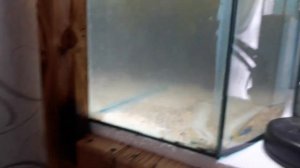 Нерест золотых рыбок.?