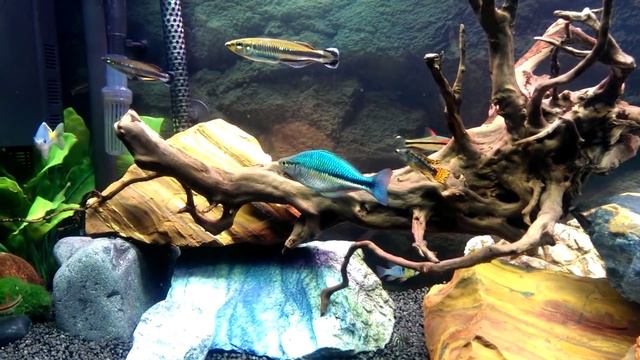 Best Of Apistogramma Cacatuoides/ Dwarf Cichids Mixed Aquarium HD смотреть онлайн