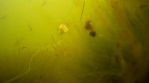 ЩУКА И ОКУНЬ НА КРЕВЕТКУ! МЫ В ШОКЕ, ДУМАЛИ ЧТО БУДЕТ ВСЁ ИНАЧЕ, РЕАКЦИЯ РЫБЫ, ПОДВОДНАЯ СЪЕМКА!