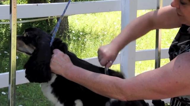 Cocker Spaniel Grooming - Part 4 of 7 смотреть онлайн