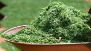 Травяные Гранулы своими руками как бизнес идея