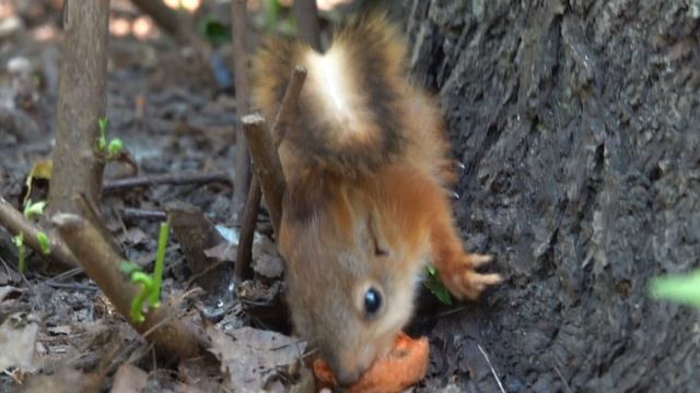 Самый маленький бельчонок в парке смотреть онлайн