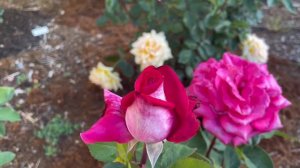 Acapella Rose Spring 2023