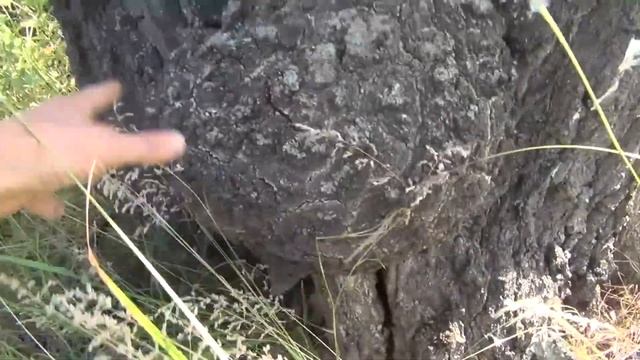 Сувель березы 25 40 25 смотреть онлайн